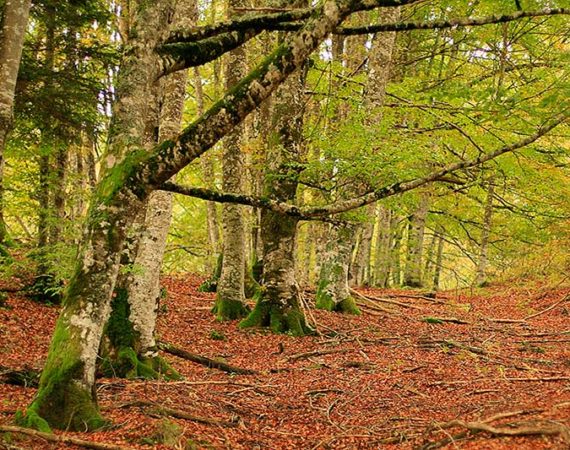 La Selva de Irati EN