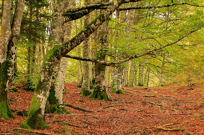 Selva de Irati Navarra